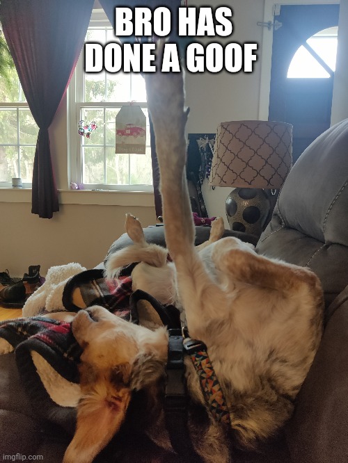 He's asleep btw | BRO HAS DONE A GOOF | made w/ Imgflip meme maker
