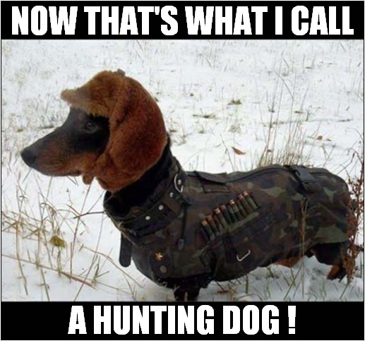Dressed To Kill ! | NOW THAT'S WHAT I CALL; A HUNTING DOG ! | image tagged in dogs,now thats what i call,hunting | made w/ Imgflip meme maker