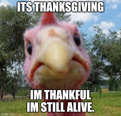 Turkey | ITS THANKSGIVING; IM THANKFUL IM STILL ALIVE. | image tagged in turkey | made w/ Imgflip meme maker