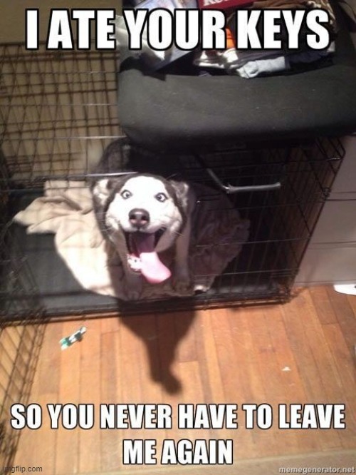 image tagged in dogs | made w/ Imgflip meme maker