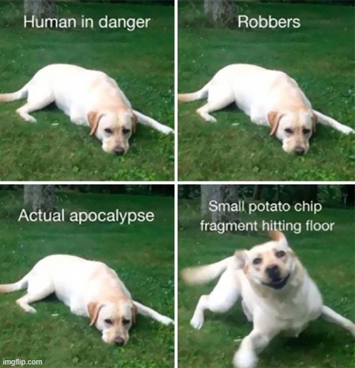 image tagged in dogs | made w/ Imgflip meme maker