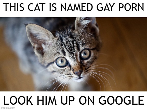 THIS CAT IS NAMED GAY PORN; LOOK HIM UP ON GOOGLE | image tagged in cat,gay | made w/ Imgflip meme maker