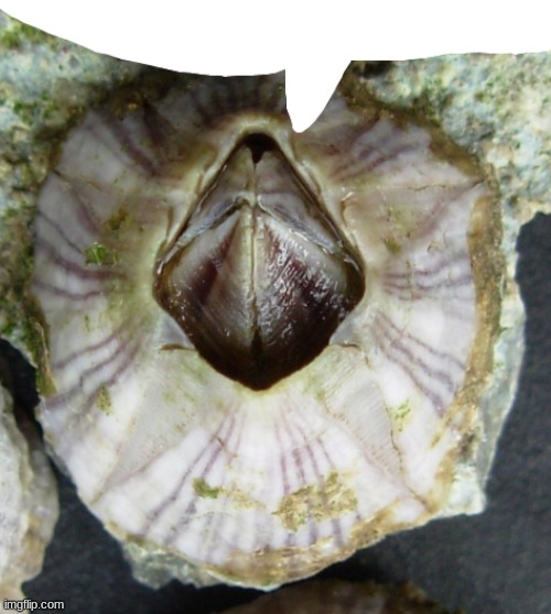 barnacle says | image tagged in barnacle says | made w/ Imgflip meme maker