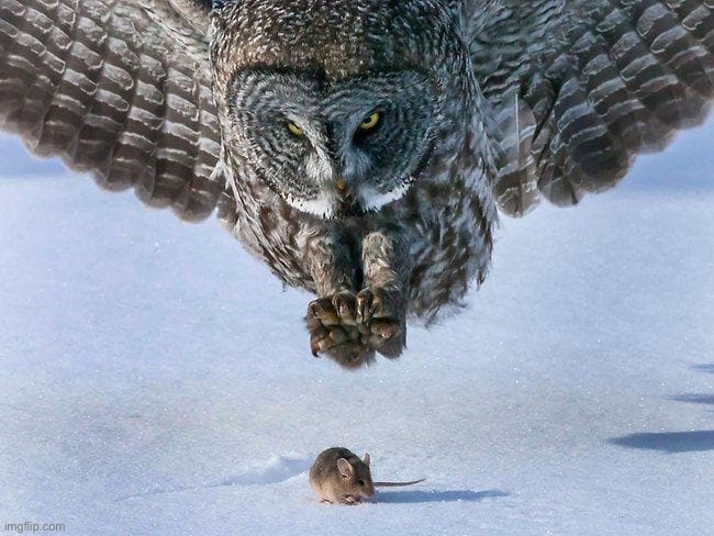 Owl Hunts Mouse | image tagged in owl hunts mouse | made w/ Imgflip meme maker