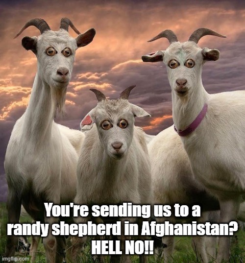 goats natural fear | You're sending us to a
randy shepherd in Afghanistan?
HELL NO!! | image tagged in goat,animal husbandry | made w/ Imgflip meme maker
