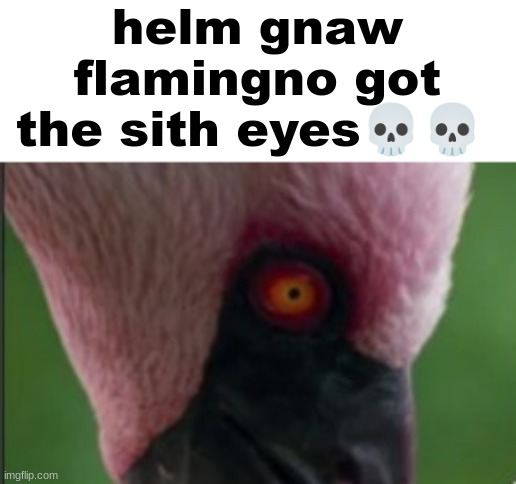 hes a dark lord of the sith | helm gnaw flamingno got the sith eyes💀💀 | made w/ Imgflip meme maker