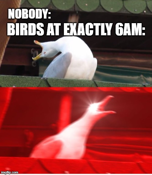 relateble? | NOBODY:; BIRDS AT EXACTLY 6AM: | image tagged in screamin seagull | made w/ Imgflip meme maker