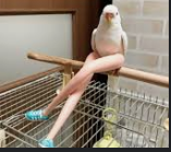 High Quality Bird legs Blank Meme Template