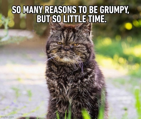 meow | image tagged in grumpy cat | made w/ Imgflip meme maker