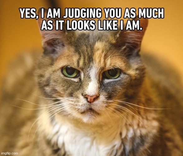 cats angry cat Memes & GIFs - Imgflip