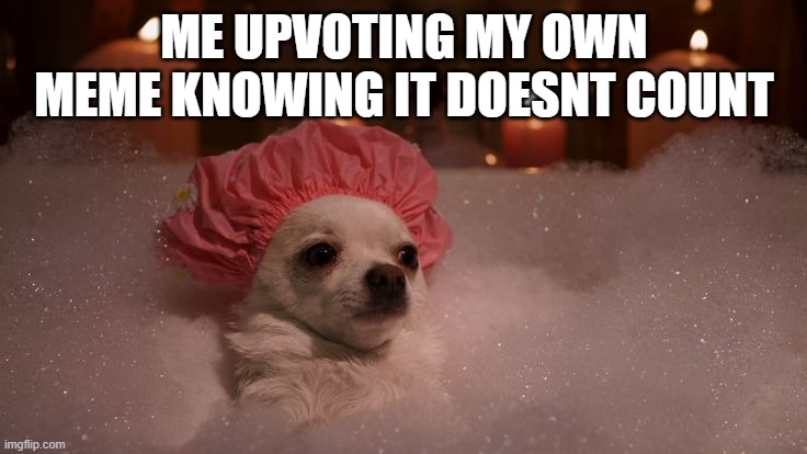 Chihuahua Bubble Bath | ME UPVOTING MY OWN MEME KNOWING IT DOESNT COUNT | image tagged in chihuahua bubble bath | made w/ Imgflip meme maker