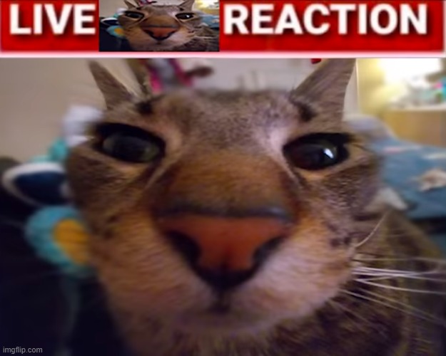 live cat reaction | image tagged in live cat reaction | made w/ Imgflip meme maker