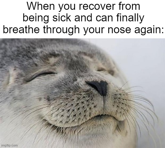 I am actually sick as a dog right now. Dear lord. |  When you recover from being sick and can finally breathe through your nose again: | image tagged in memes,satisfied seal | made w/ Imgflip meme maker