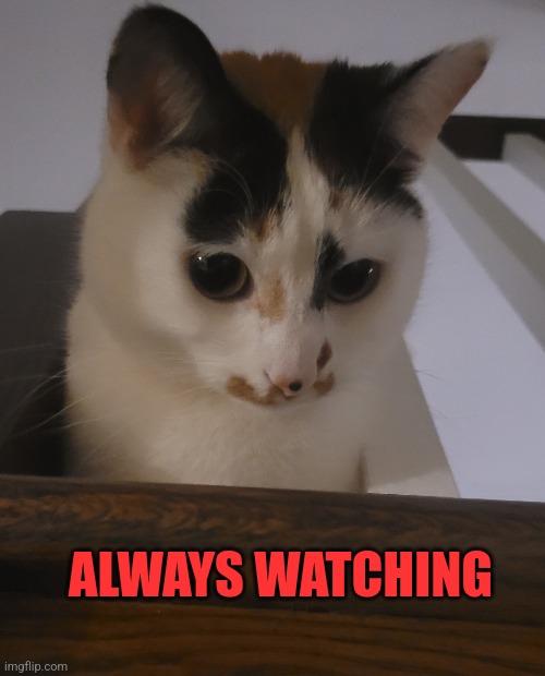 Watching and Waiting |  ALWAYS WATCHING | image tagged in watching,spying,looking | made w/ Imgflip meme maker