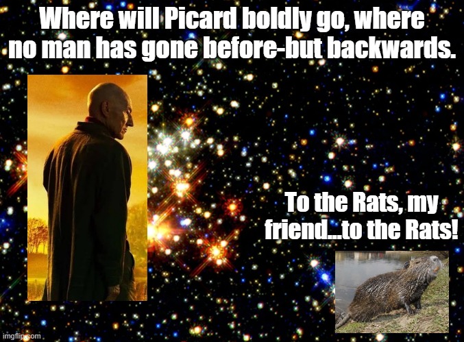 Where no man has gone before | Where will Picard boldly go, where no man has gone before-but backwards. To the Rats, my friend...to the Rats! | image tagged in picard,pun,rats,stars | made w/ Imgflip meme maker