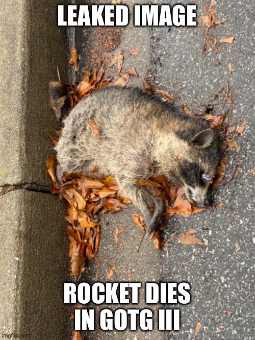 Rocket dies | LEAKED IMAGE; ROCKET DIES IN GOTG III | image tagged in guardians of the galaxy,rocket raccoon,gotg,gotg3 | made w/ Imgflip meme maker