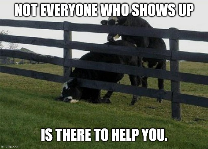 cow stuck in fence | NOT EVERYONE WHO SHOWS UP; IS THERE TO HELP YOU. | image tagged in cow stuck in fence | made w/ Imgflip meme maker
