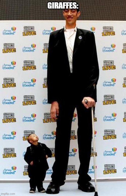 the tallest and shortest man in the world | GIRAFFES: | image tagged in the tallest and shortest man in the world | made w/ Imgflip meme maker