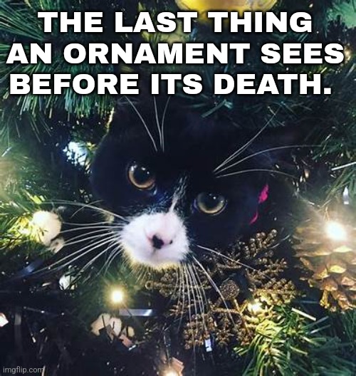 Christmas Cat | THE LAST THING AN ORNAMENT SEES BEFORE ITS DEATH. | image tagged in cats,christmas | made w/ Imgflip meme maker