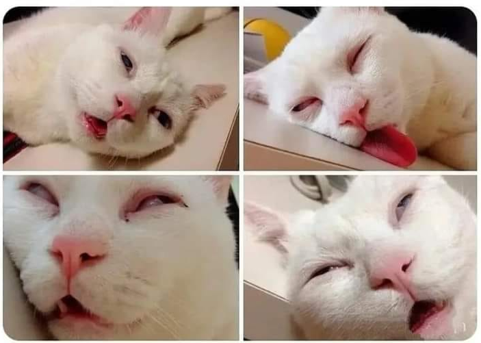 High Quality Tired cat Blank Meme Template