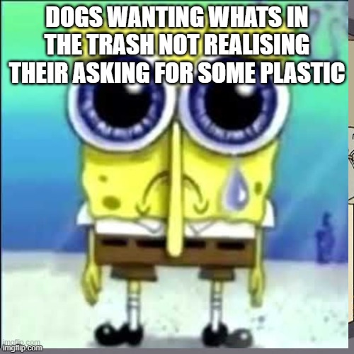 Not funneh. | DOGS WANTING WHATS IN THE TRASH NOT REALISING THEIR ASKING FOR SOME PLASTIC | image tagged in spongebob,sad | made w/ Imgflip meme maker