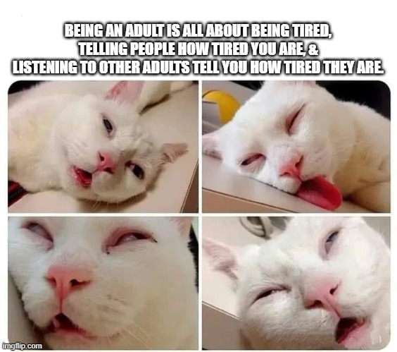 Being an adult is all about being tired | BEING AN ADULT IS ALL ABOUT BEING TIRED, TELLING PEOPLE HOW TIRED YOU ARE, & LISTENING TO OTHER ADULTS TELL YOU HOW TIRED THEY ARE. | image tagged in tired,adult,cat,adulthood,exhausted | made w/ Imgflip meme maker