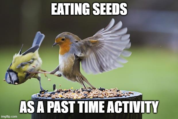 EATING SEEDS AS A PAST TIME ACTIVITY | image tagged in seeds bird | made w/ Imgflip meme maker