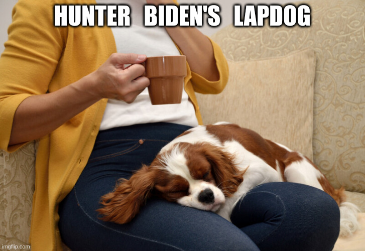Lapdog | HUNTER   BIDEN'S   LAPDOG | image tagged in lap dog | made w/ Imgflip meme maker