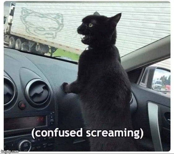 (confused screaming) cat | image tagged in confused screaming cat | made w/ Imgflip meme maker