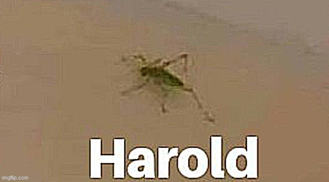 harold | image tagged in harold | made w/ Imgflip meme maker