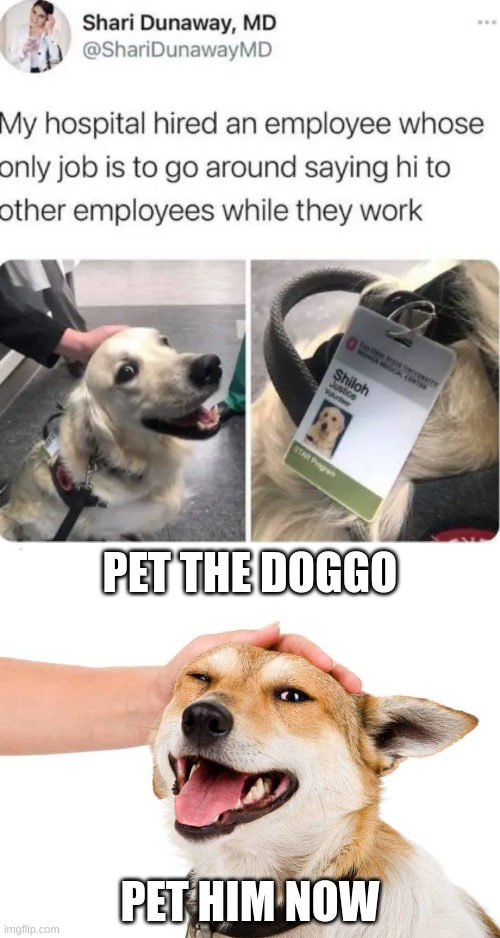 And the winner for "best doggo of the year" goes to: Hospital Doggo! | PET THE DOGGO; PET HIM NOW | image tagged in petting a dog,doggo,doggy,dog,wholesome | made w/ Imgflip meme maker