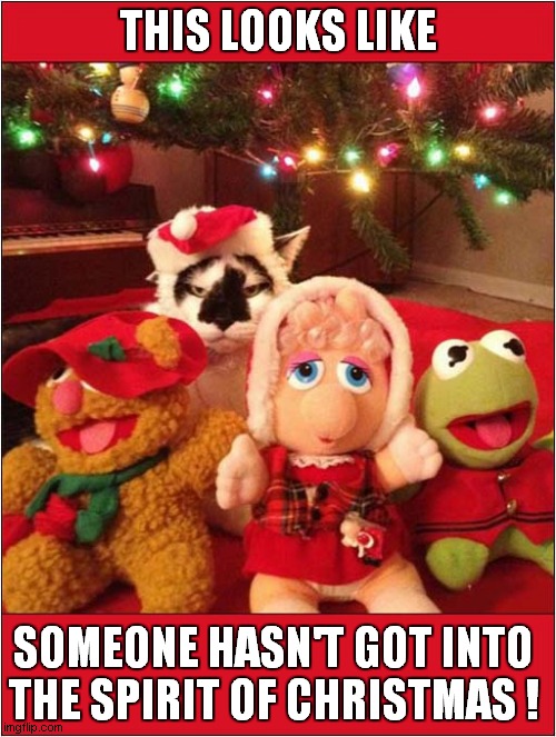 Look At Those Eyes ! |  THIS LOOKS LIKE; SOMEONE HASN'T GOT INTO THE SPIRIT OF CHRISTMAS ! | image tagged in cats,spirit,christmas | made w/ Imgflip meme maker