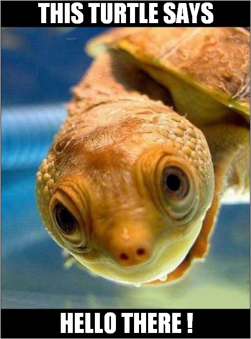 To Make You Smile ... | THIS TURTLE SAYS; HELLO THERE ! | image tagged in fun,smile,turtle,hello there | made w/ Imgflip meme maker