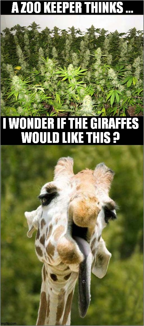 Far Out Man ! | A ZOO KEEPER THINKS ... I WONDER IF THE GIRAFFES
WOULD LIKE THIS ? | image tagged in zoo keeper,cannabis,giraffe,mellow | made w/ Imgflip meme maker