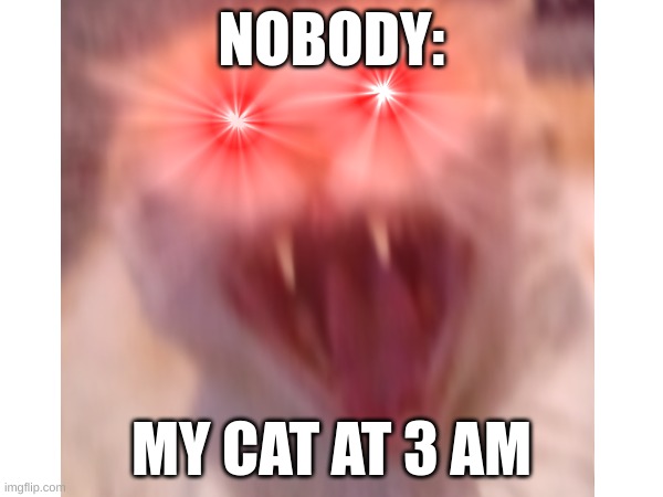 why | NOBODY:; MY CAT AT 3 AM | image tagged in why,so true meme,true | made w/ Imgflip meme maker