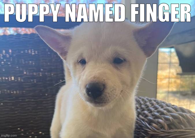 PUPPY NAMED FINGER | made w/ Imgflip meme maker