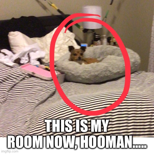 I walked into my room to find this…. | THIS IS MY ROOM NOW, HOOMAN….. | image tagged in doggie | made w/ Imgflip meme maker