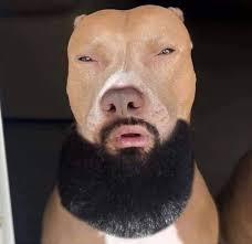 Light skin dog Blank Meme Template