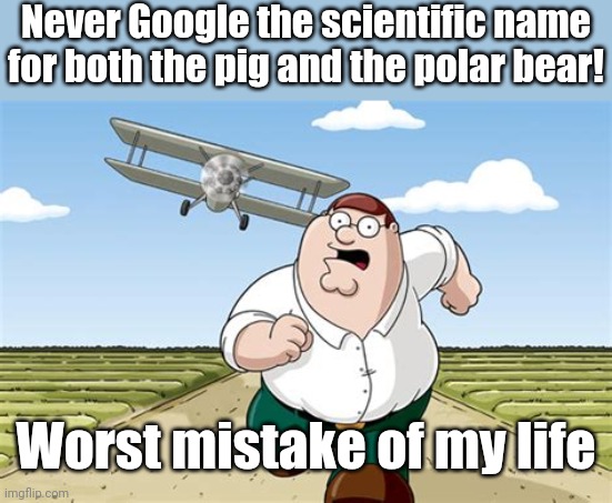 Don't Google them | Never Google the scientific name for both the pig and the polar bear! Worst mistake of my life | image tagged in worst mistake of my life,pig,polar bear,memes,google | made w/ Imgflip meme maker