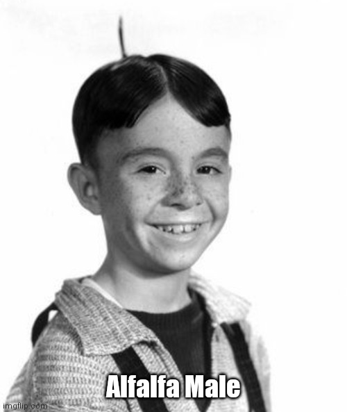 Hay girls | Alfalfa Male | image tagged in funny | made w/ Imgflip meme maker