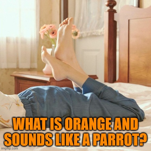 WHAT IS ORANGE AND SOUNDS LIKE A PARROT? | image tagged in riddle | made w/ Imgflip meme maker