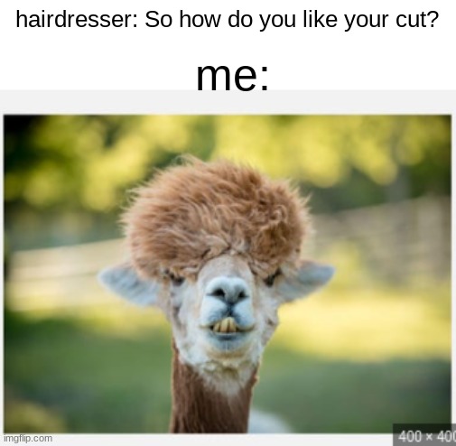 my barber goofy | hairdresser: So how do you like your cut? me: | image tagged in llama,barber | made w/ Imgflip meme maker