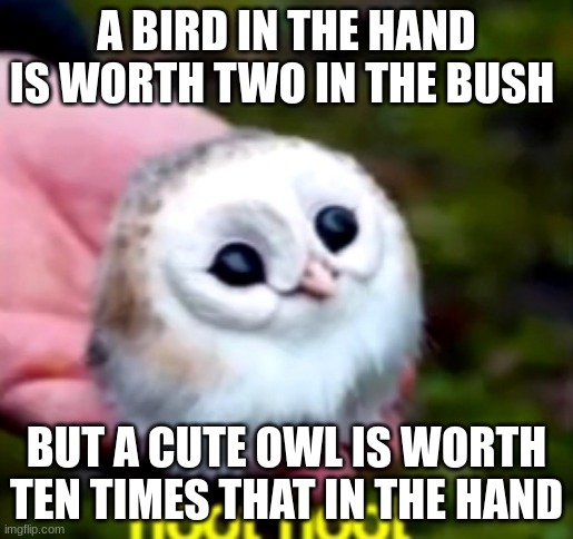 Cute owl | A BIRD IN THE HAND IS WORTH TWO IN THE BUSH; BUT A CUTE OWL IS WORTH TEN TIMES THAT IN THE HAND | image tagged in cute owl | made w/ Imgflip meme maker
