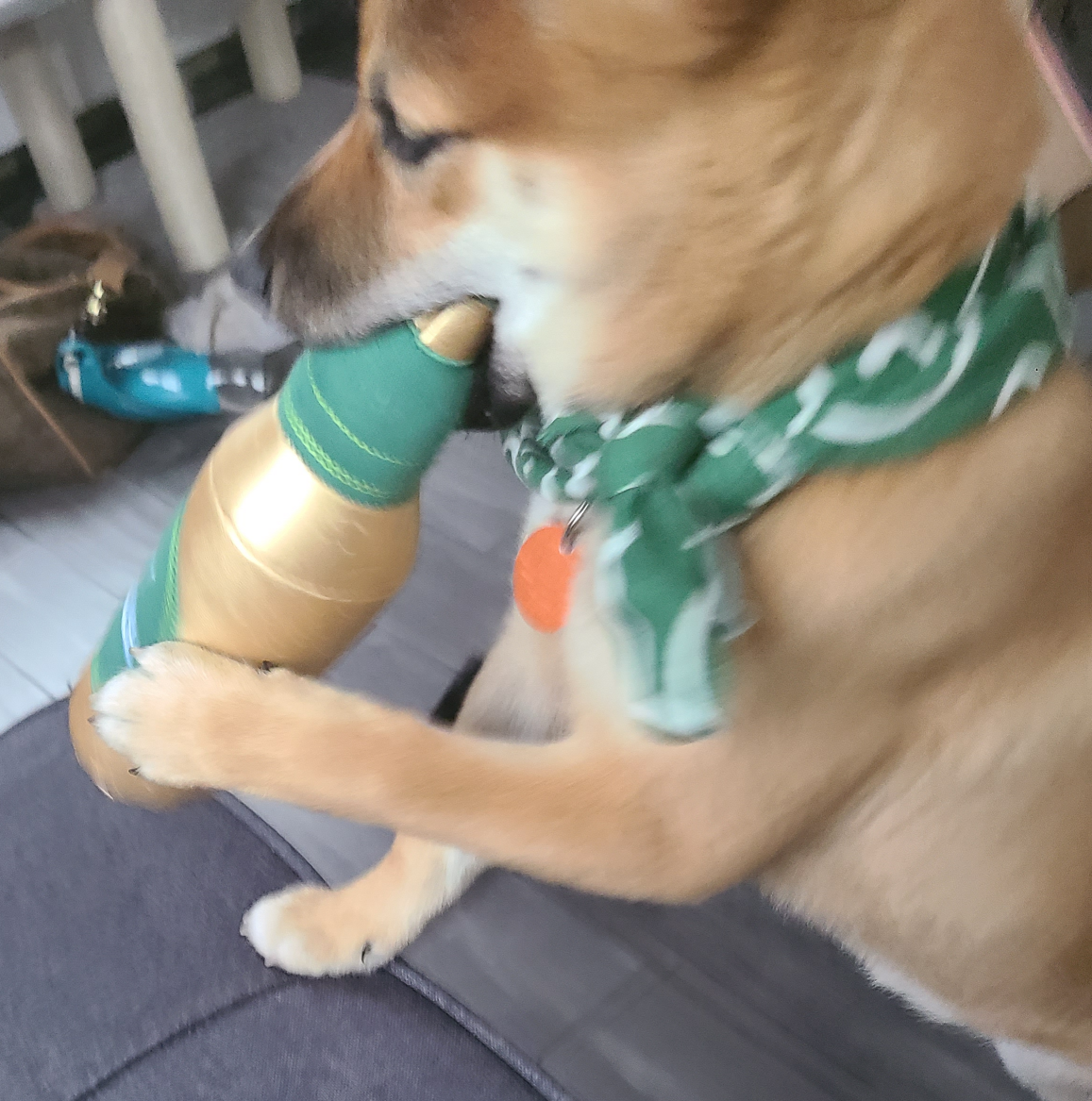 High Quality Doge with Beer Blank Meme Template