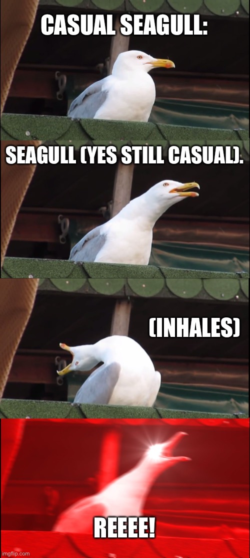 Seagull | CASUAL SEAGULL:; SEAGULL (YES STILL CASUAL). (INHALES); REEEE! | image tagged in memes,inhaling seagull | made w/ Imgflip meme maker