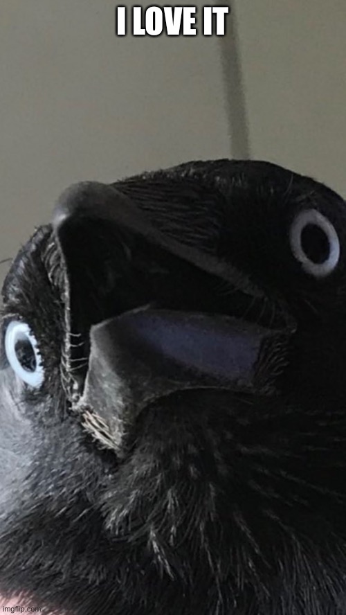 GASPING RAVEN | I LOVE IT | image tagged in gasping raven | made w/ Imgflip meme maker