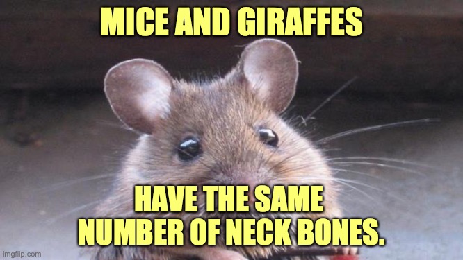 Weird Science | MICE AND GIRAFFES; HAVE THE SAME 
NUMBER OF NECK BONES. | image tagged in science,mouse,nature,fun | made w/ Imgflip meme maker