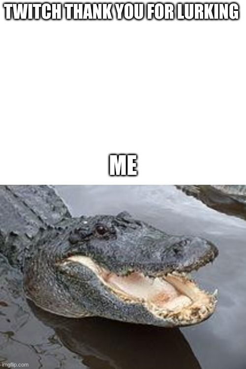 TWITCH THANK YOU FOR LURKING; ME | image tagged in alligator wut | made w/ Imgflip meme maker