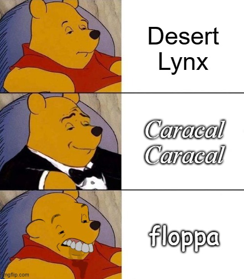 ":nerd:" for real. | Desert Lynx; Caracal Caracal; floppa | image tagged in best better blurst,cats,floppa,tuxedo winnie the pooh | made w/ Imgflip meme maker