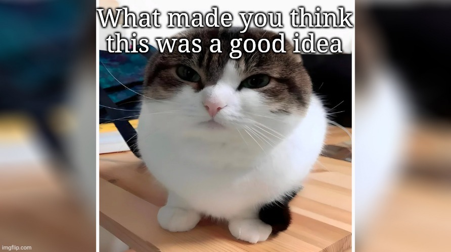 Wawa Cat (Oh the misery) | What made you think this was a good idea | image tagged in wawa cat oh the misery | made w/ Imgflip meme maker